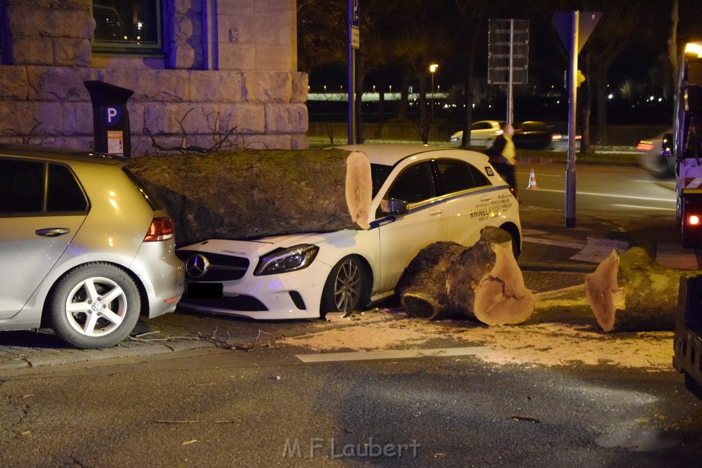 Baum auf PKWs Koeln Mitte Rheinuferstr Goldgasse P100.JPG - Miklos Laubert